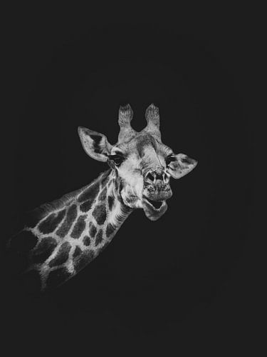 Africa Black: Giraffe by Jack Soffers