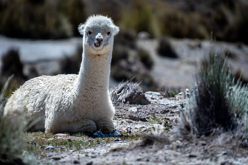 Alpaca