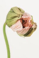lachsrosa Mohn in Knospe