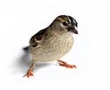Een Musje / A Sparrow van Harrie Muis thumbnail