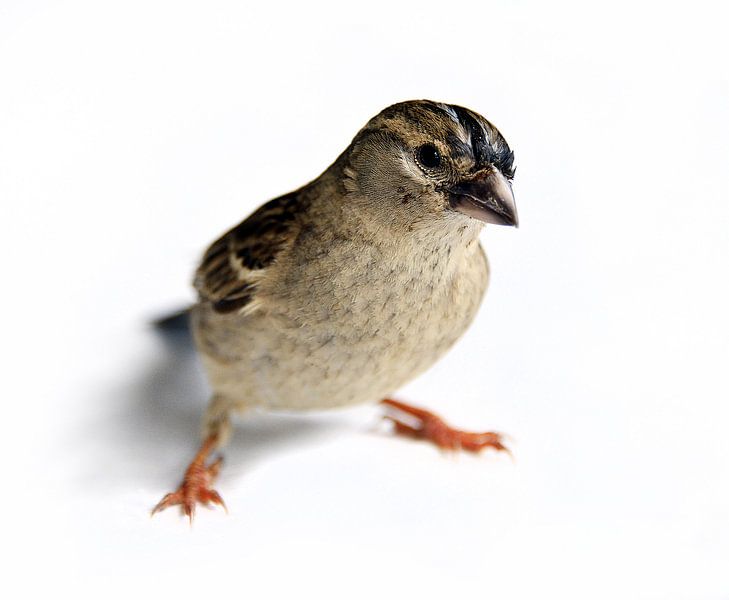 Een Musje / A Sparrow von Harrie Muis