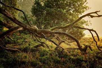 Frühmorgens von Dieter Ludorf