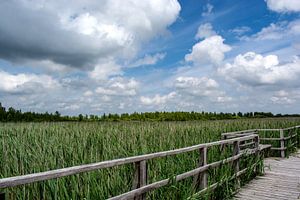 Bad Buchau : Naturschutzgebiet