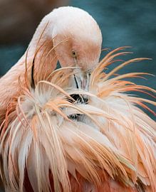 Flamingo by Danny van Komen