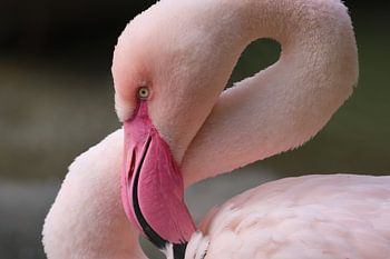 Elegant Pink Flamingo
