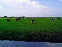 Koeien in weiland