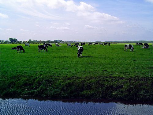 Koeien in weiland