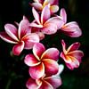Die Frangipani oder Pumeria Blüte, ein rosa gelber Traum von Fotos by Jan Wehnert