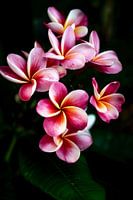 De frangipani of pumeria bloem, een roze-gele droom