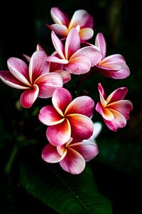 Die Frangipani oder Pumeria Blüte, ein rosa gelber Traum