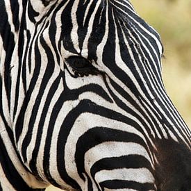 Close up van een zebra, Ngorongoro, Tanzania, Afrika van Henny Hagenaars