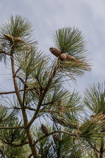 Faites entrer la nature à l'intérieur ! par Lydia