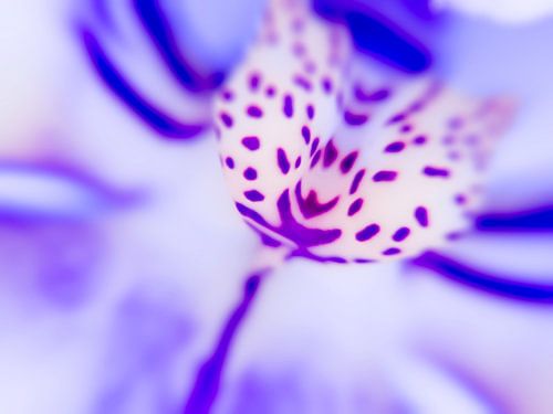 Playful Colors Orchid