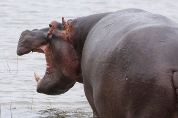 Imposant Nijlpaard met open bek in het water, Natuurfoto van Zuid-Afrikaanse Wilde Dieren van Martijn Schrijver