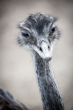 Peek-a-boo zegt deze Darwins nandoe van Fotografie Jeronimo
