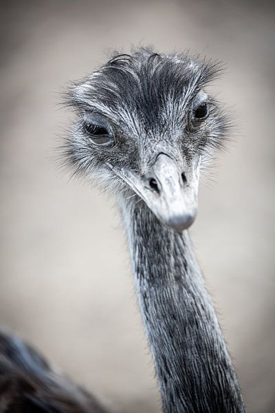 Peek-a-boo says this Darwin's nandu by Fotografie Jeronimo