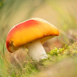 Champignon sur Alie Ekkelenkamp