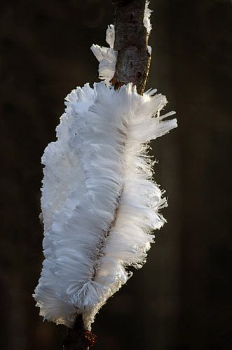 ijshaar op een koude morgen..