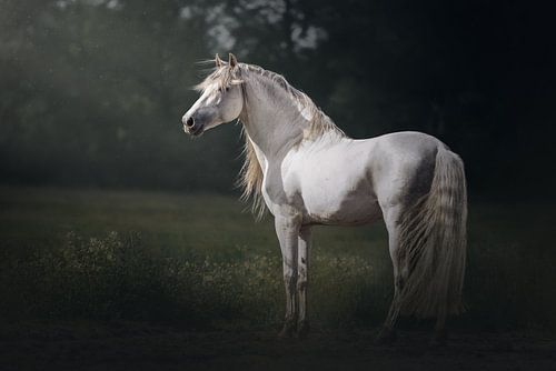 In the spotlight | witte hengst | paardenfotografie