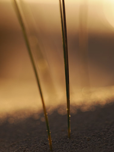 Grassprieten in het warme zand.