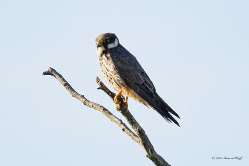 Kestrel
