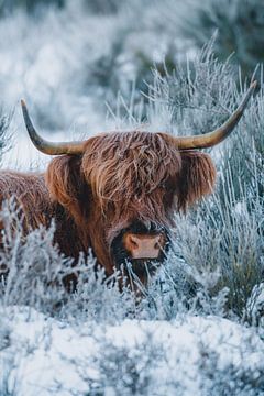 Highlander écossais dans la neige | Bruyère d'hiver sur Maartje Hensen
