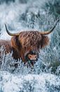 Schottischer Highlander im Schnee | Winterlicher Heide von Maartje Hensen Miniaturansicht