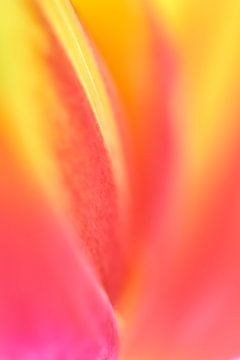 Tulp in close-up
