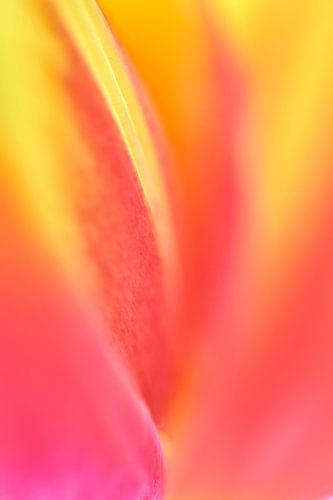 Tulp in close-up