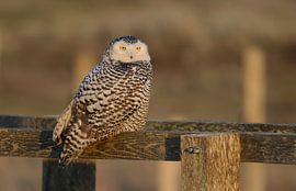 Sneeuwuil, Snowy owl