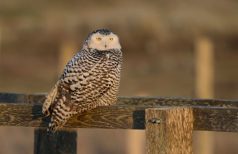 Sneeuwuil, Snowy owl van Ron Westbroek