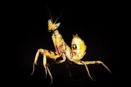 The flower mantis by Roland Brack