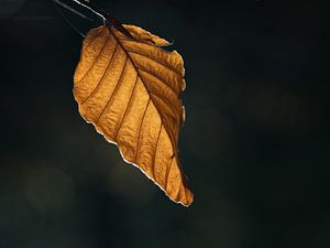 Beechleaf #2