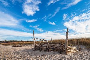 Baumstämme am Weststrand auf dem Fischland-Darß
