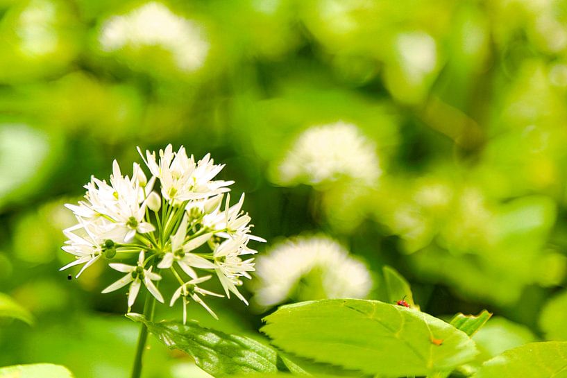 Bärlauchblüte im Frühlingswald - Nahaufnahme einer Heilpflanze von Fototante