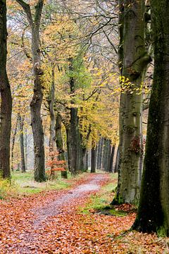 in het bos