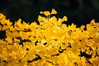 Ginkgo Geel 1/6