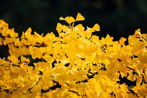 Ginkgo Geel 1/6 van Auke Hamers