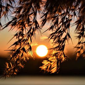 Sonnenuntergang von Nikkie Fotografie