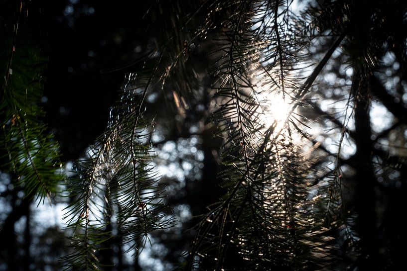 einfallendes Sonnenlicht von Nienke Stegeman