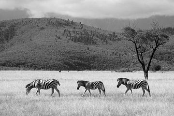 Zebras beim Spaziergang