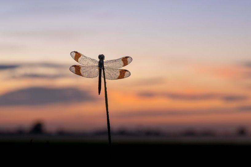 Banded Darter in the Blue Hour by Erik Veldkamp