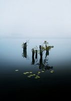 Moody Müritz