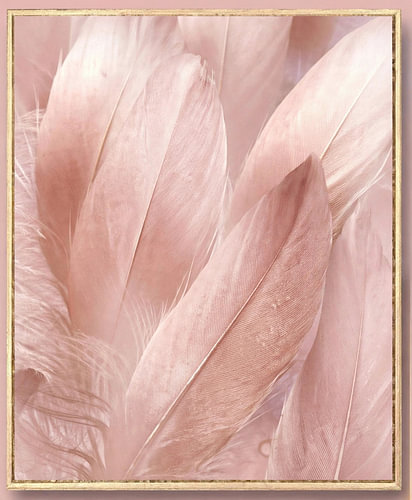 Soft Pink Feathers Close-Up