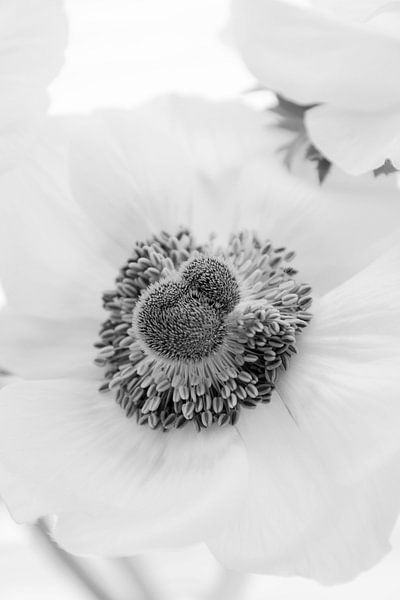 Belle fleur. par Sanne Van der avoird
