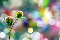 Ein wunderschöner Regenbogen-Bokeh