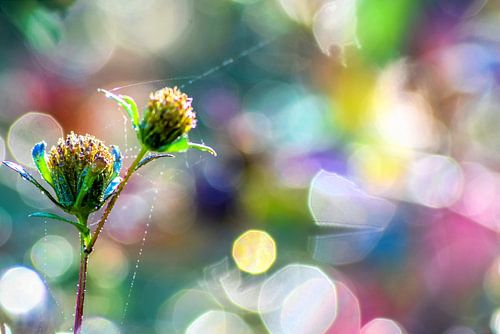A colourful bokeh