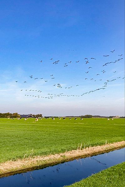 Hollande Schiermonnikoog par Truckpowerr