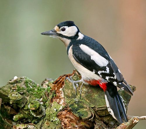 Grote bonte specht