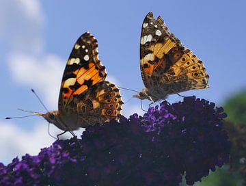 Twee vlinders van Bennie Eenkhoorn